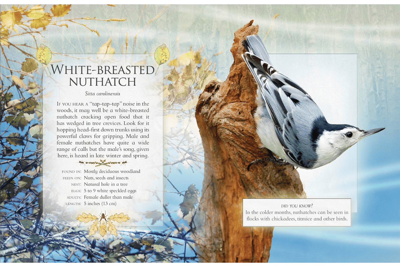 Firefly Books The Little Book of Woodland Bird Songs