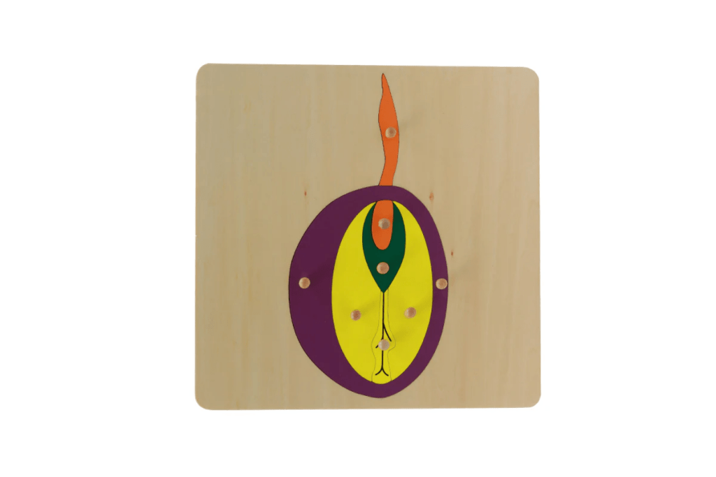 Botany Puzzle - Parts of a Seed, Montessori Biology Materials, Casa classroom materials, budget-friendly Montessori materials, The Montessori Room, Toronto, Ontario, Canada.