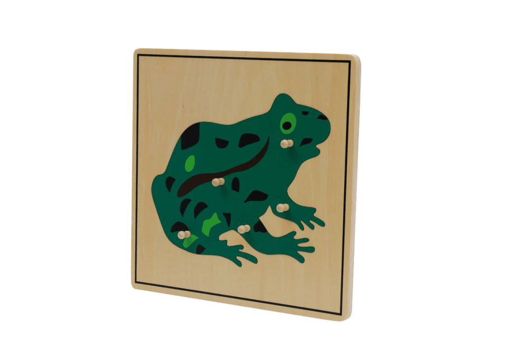 Zoology Puzzle - Parts of the Frog