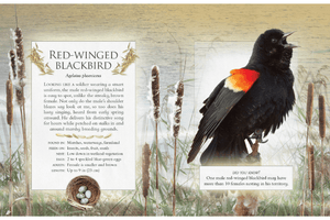 The Little Book of Backyard Bird Songs
