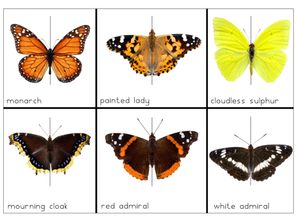 5 Free Butterfly Printables and Activities You Can Do This Weekend