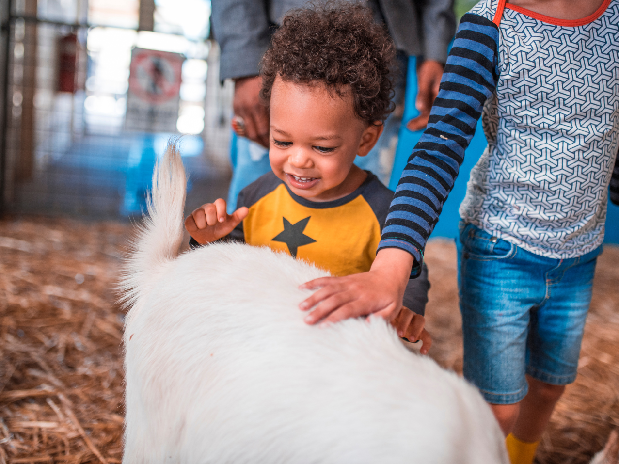 An Activity for The Animal Lover