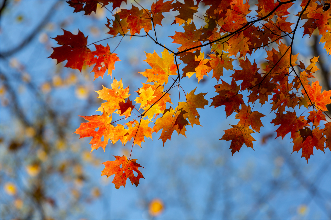 5 Fall Montessori Activities + FREE Printables