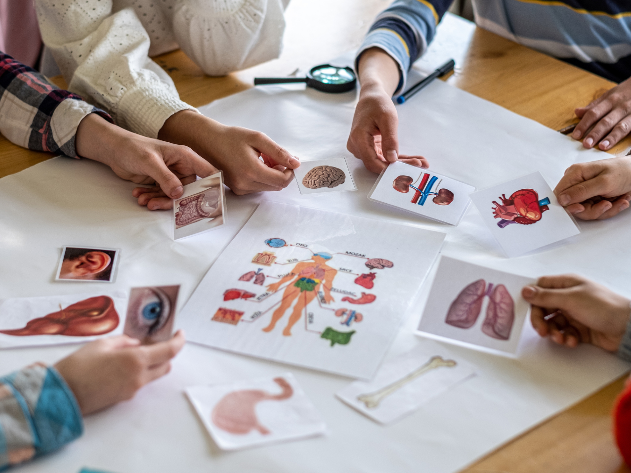 How To Teach Children About The Human Body