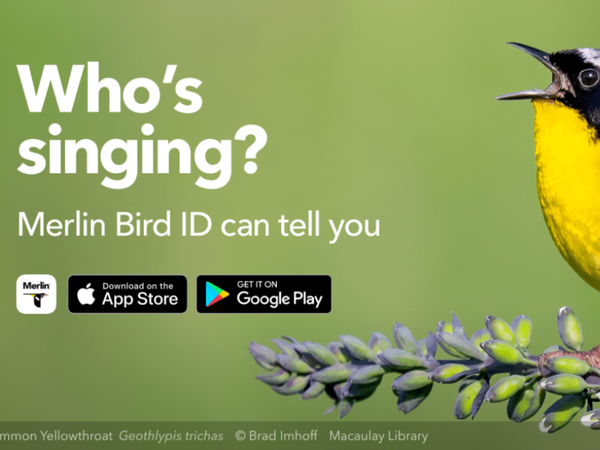 5 Bird Watching Activities for Young Children - The Montessori Room