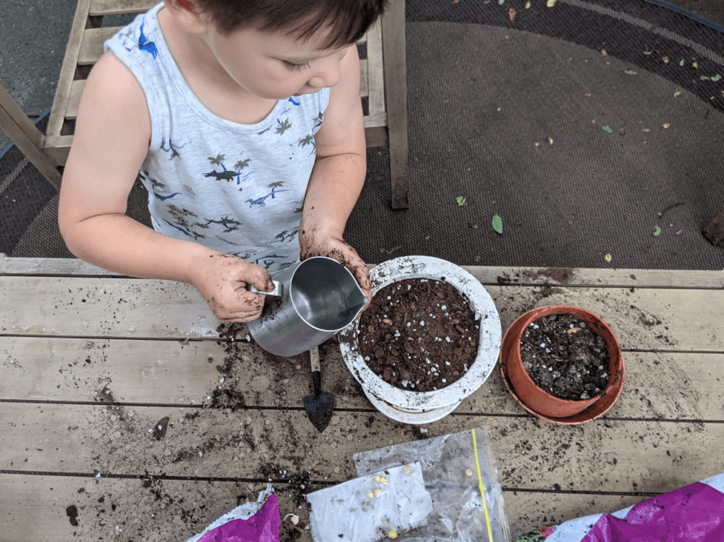 An Easy and Fun Toddler Gardening Activity - Germinating Bean Seeds