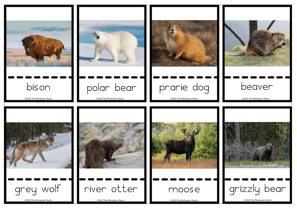 FREE Nomenclature Cards - Animals of Canada