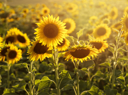 FREE Sunflower Activity Bundle