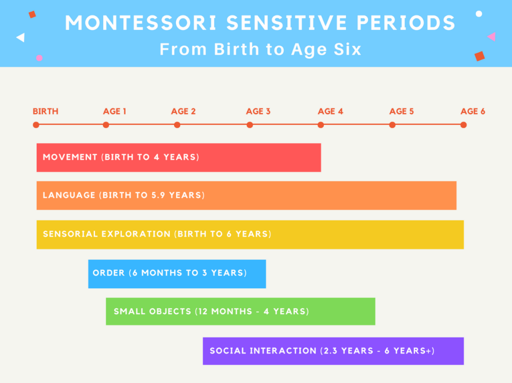 Montessori Sensitive Periods, what are the sensitive periods from birth to age 6, order, language, movement, sensorial exploration, small objects, social interaction