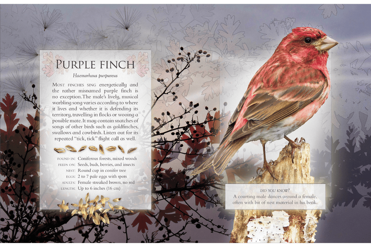 Firefly Books The Little Book of Woodland Bird Songs