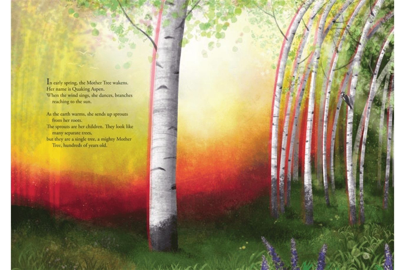 University of Toronto Press Book Mother Aspen: A Story of How Forests Cooperate and Communicate by Annette LeBox [HARDCOVER]