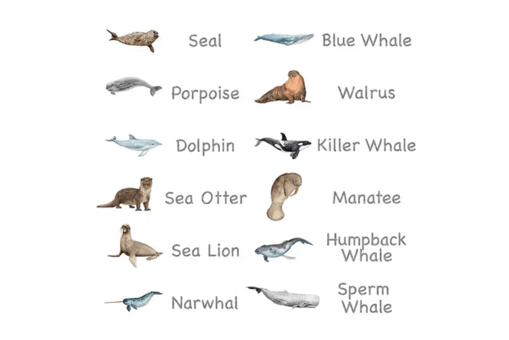 Nomenclature Cards (Multiple Themes Available)