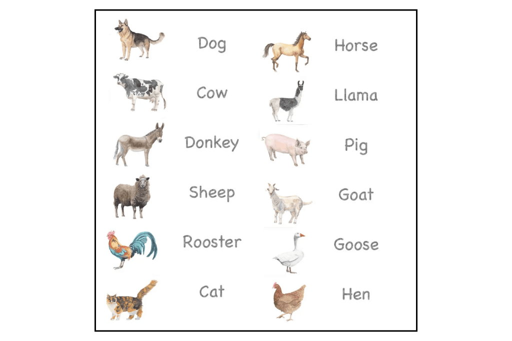 Nomenclature Cards (Multiple Themes Available)