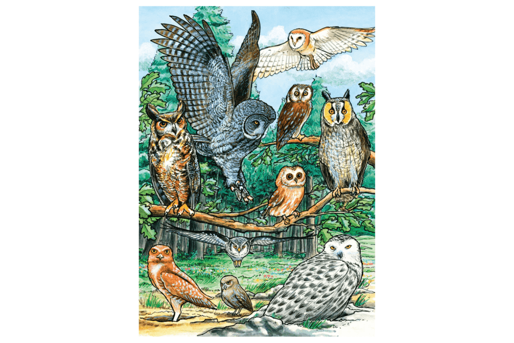 Cobble Hill North American Owls (tray) | 35 Piece Tray