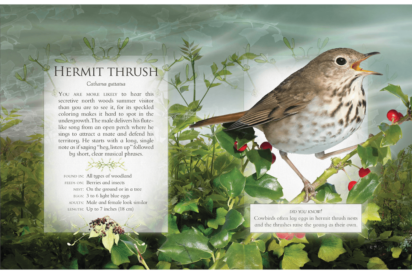 Firefly Books The Little Book of Woodland Bird Songs
