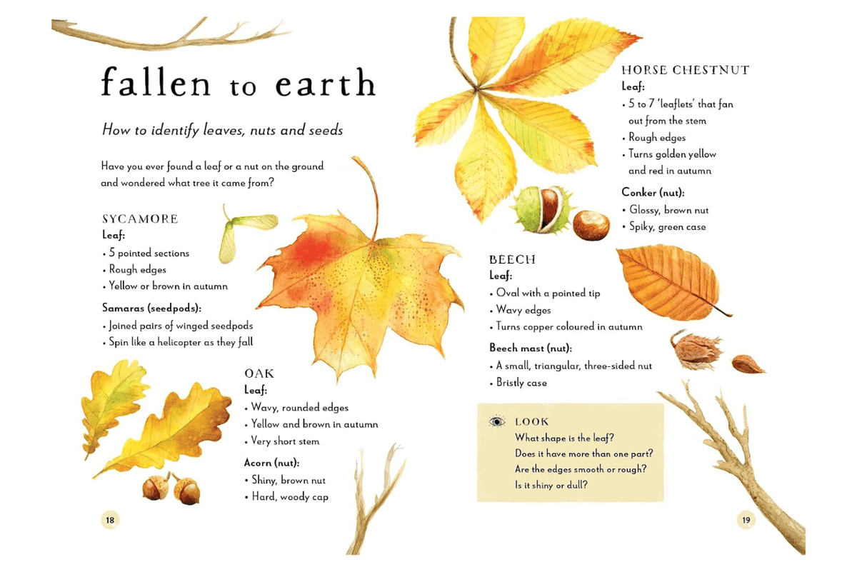 Penguin Random House A Field Guide to Autumn: Play and Learn in Nature by Gabby Dawnay [Hardcover]