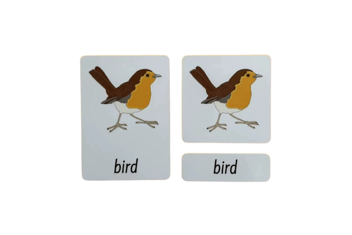 Adena Montessori 3-Part Language Cards - Parts of a Bird