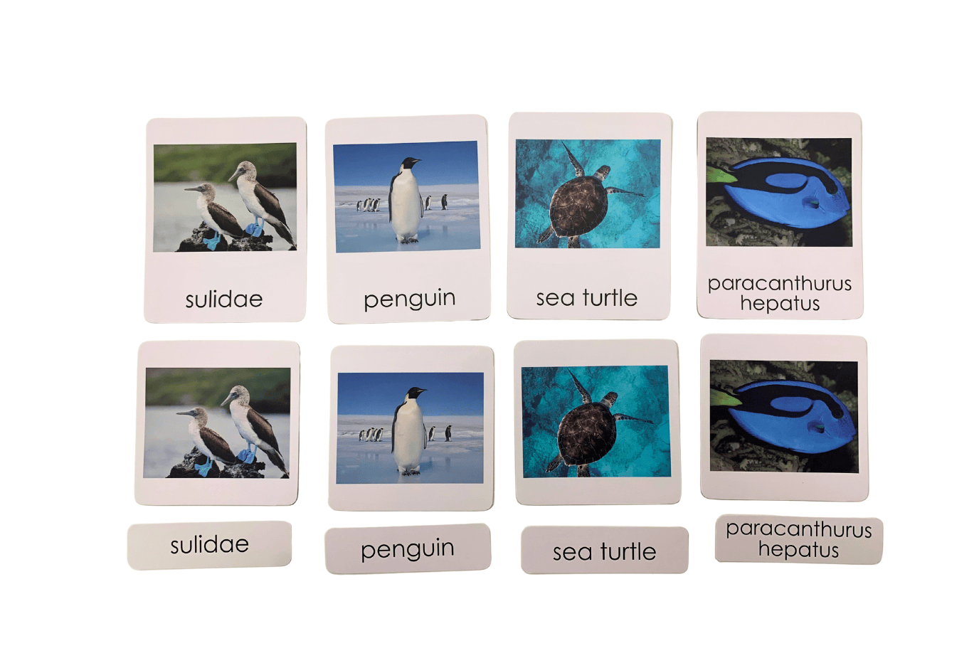 Adena Montessori 3-Part Language Cards - Marine Animals