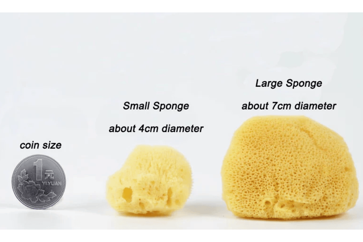 Adena Montessori Natural Sea Sponge for Plant Care