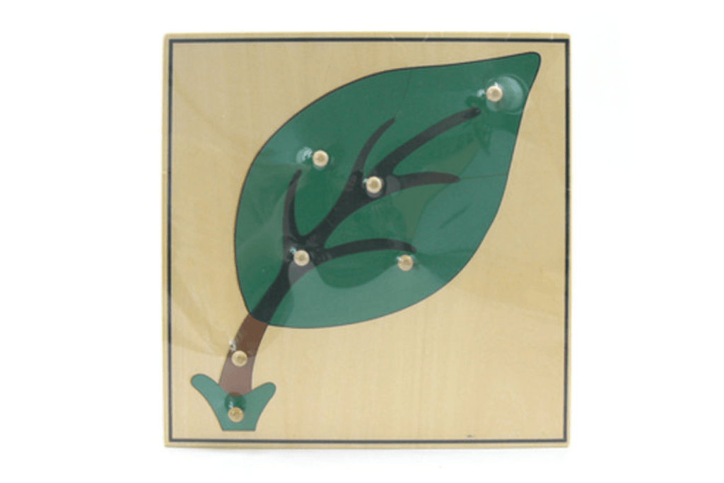 Botany Puzzle - Leaf, Montessori Biology Materials, Casa Classroom Materials, budget-friendly Montessori materials, The Montessori Room, Toronto, Ontario, Canada. 