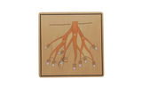 Botany Puzzle - Parts of a Root