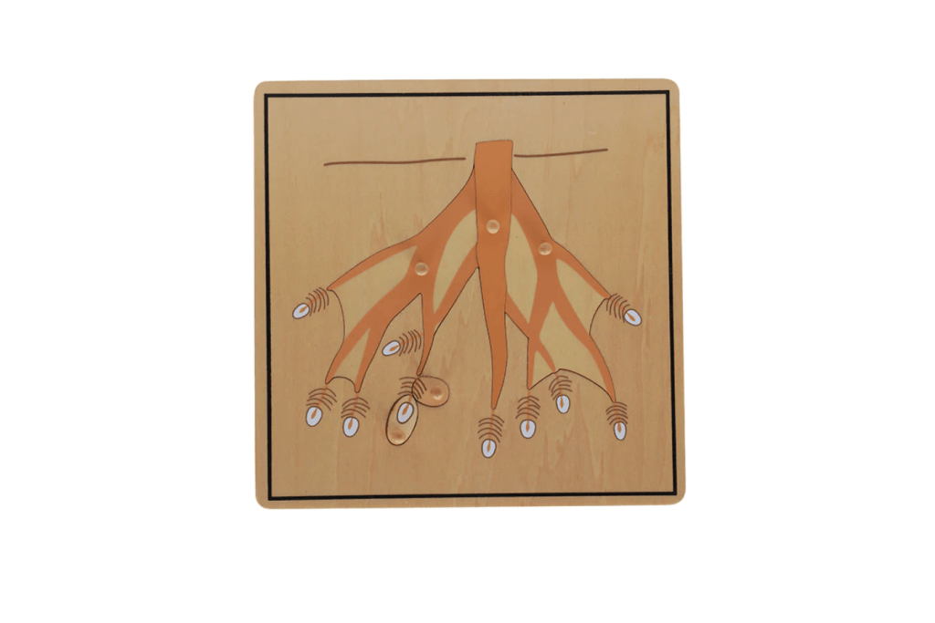 Botany Puzzle - Parts of a Root, Montessori Biology Materials, Casa classroom materials, budget-friendly Montessori materials, The Montessori Room, Toronto, Ontario, Canada. 