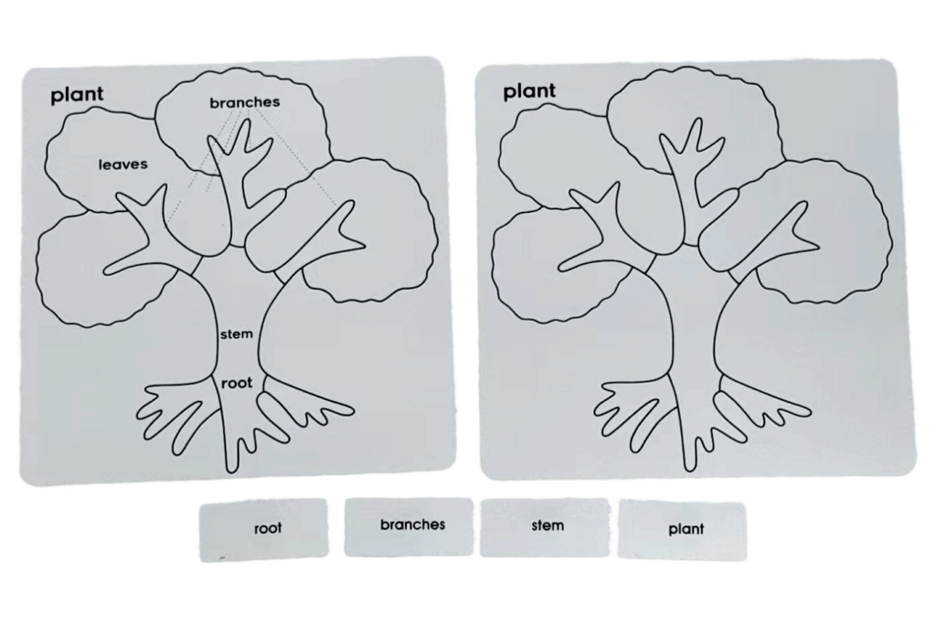 Botany Puzzle - Parts of a Tree