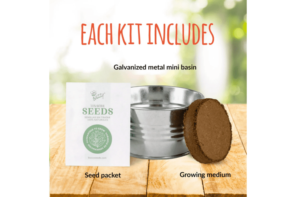 Children's Cactus Growing Kit