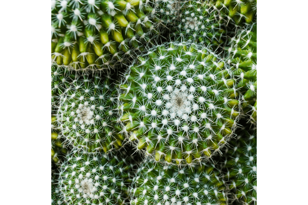 Children's Cactus Growing Kit