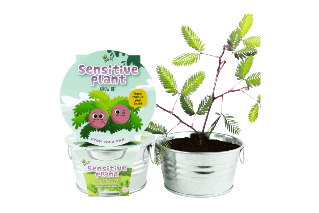 Buzzy Seeds Children's Basin Grow Kits, Sensitive Plant, Cactus Mix, Aloe, Strawberry, gardening kits for kids, care of the environment, practical life skills, plant care, The Montessori Room, Toronto, Ontario, Canada.