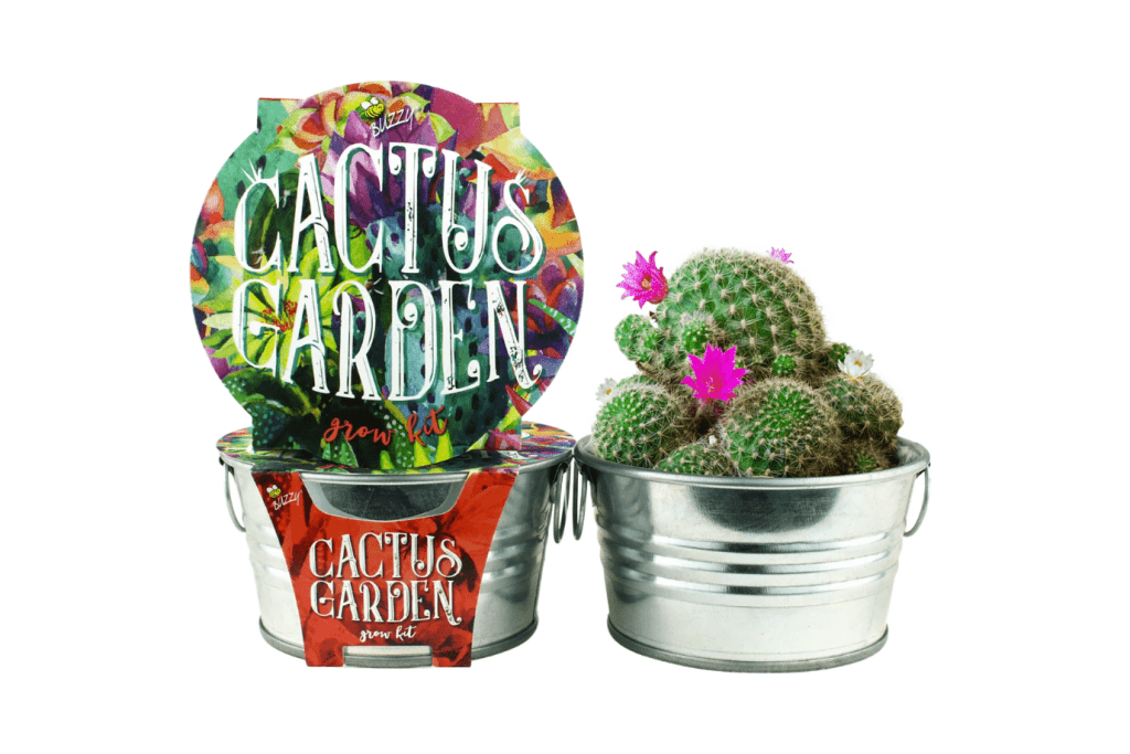 Children&#39;s Cactus Growing Kit