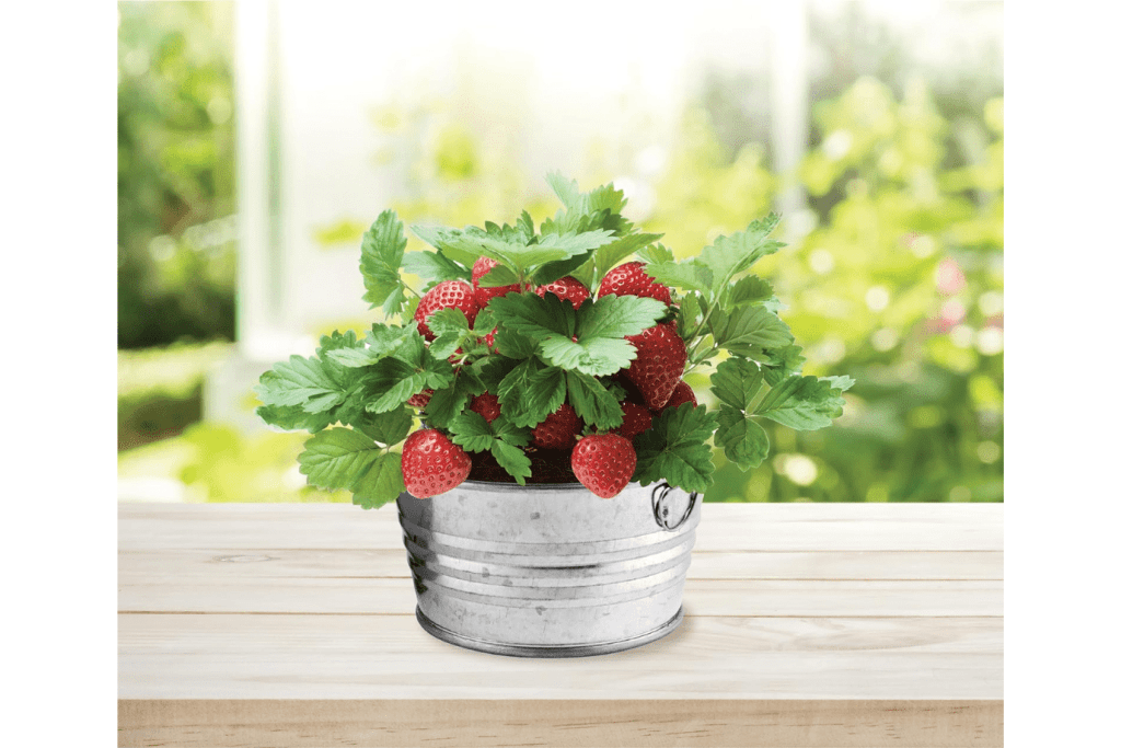 Children's Basin Grow Kits (4 Kits Available)