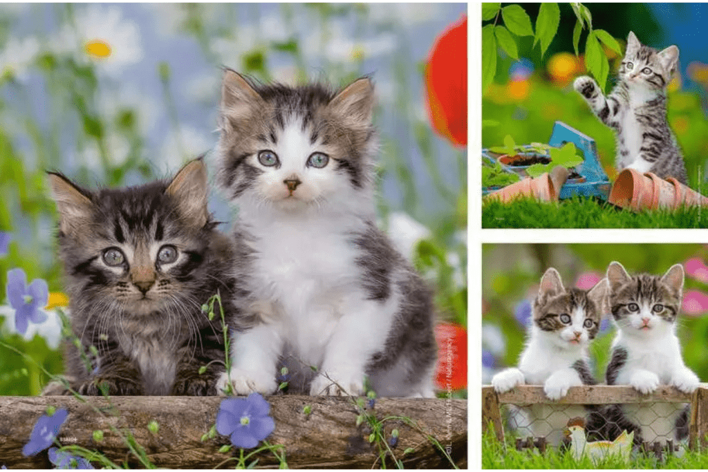 Cuddly Kittens - 3 x 49pc Puzzles