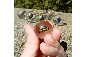GEOWorld Bug Marbles