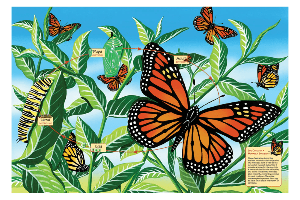 Life Cycle of a Monarch Butterfly (Floor Puzzle 48pc)