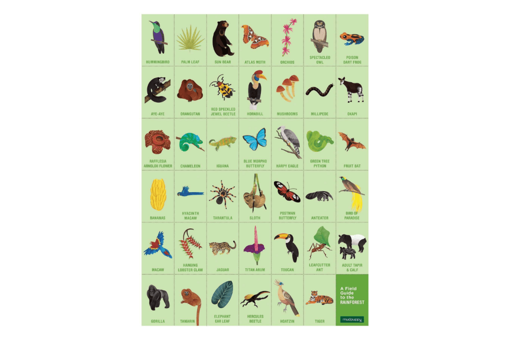 Rainforest Search & Find Puzzle