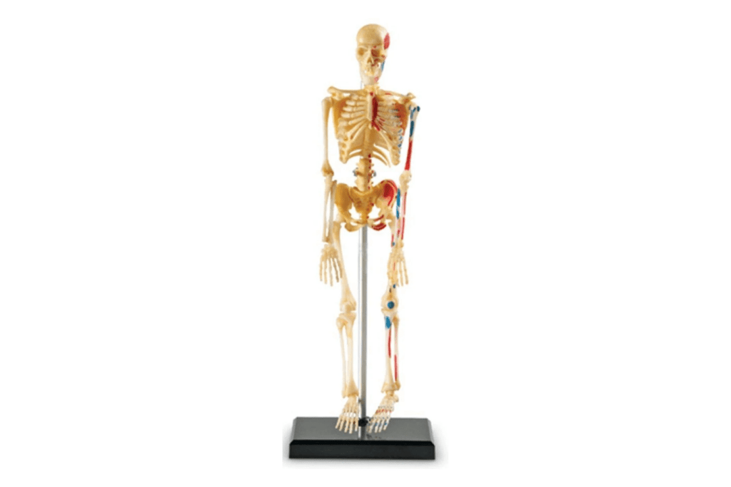 Learning Resources Anatomy Model - Skeleton, desktop model of skeleton, model of the skeleton for school, small model of the skeleton, Toronto, Canada