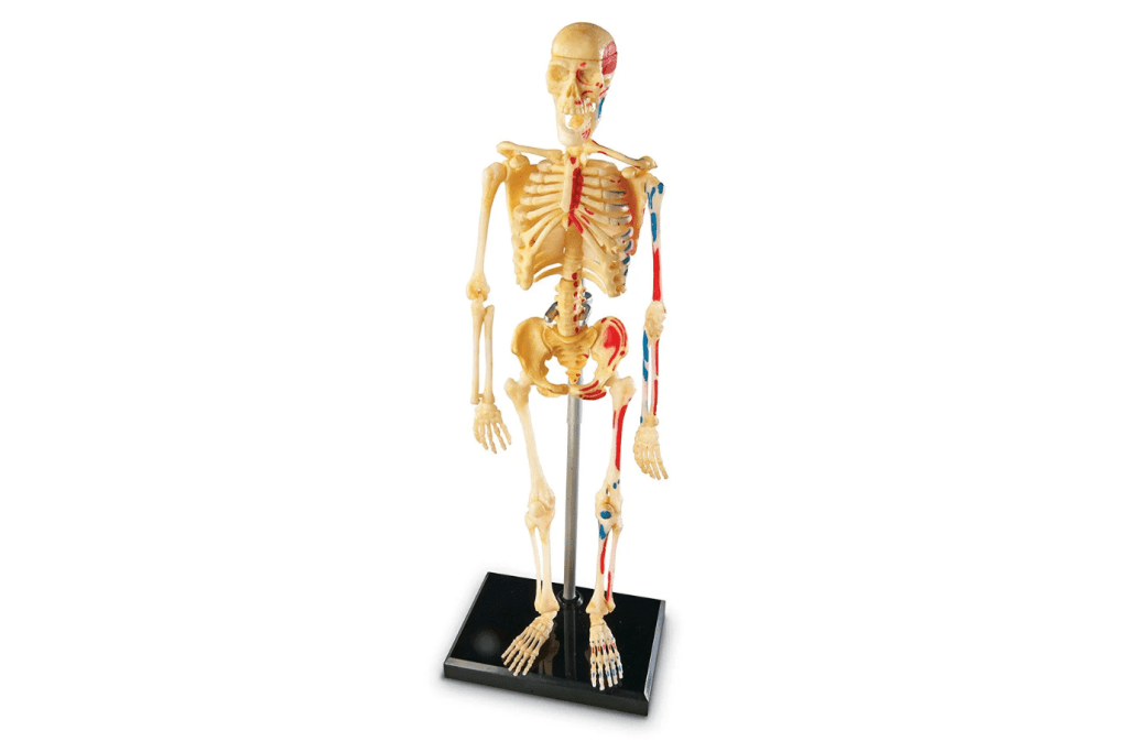 Skeleton Anatomy Model - Small