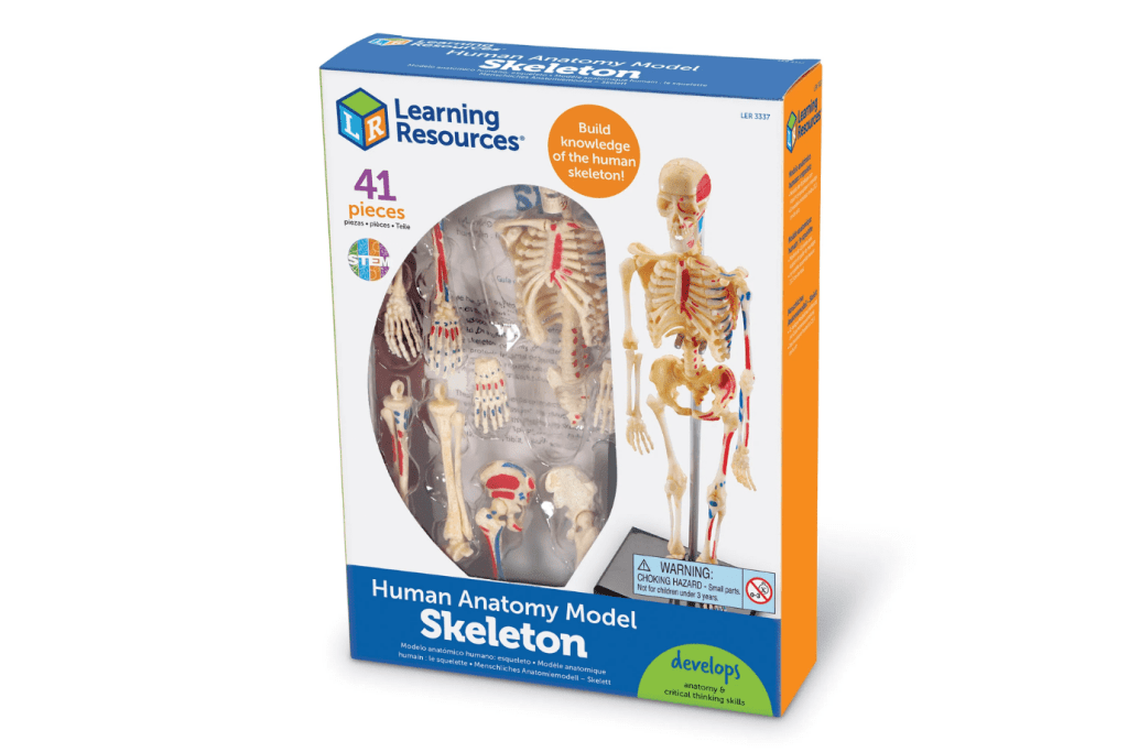 Skeleton Anatomy Model - Small