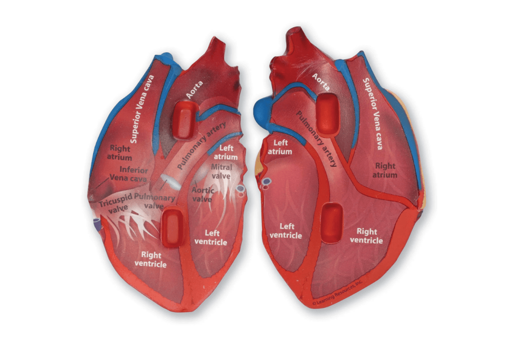 Soft Foam Cross-Section of the Human Heart Model - Small