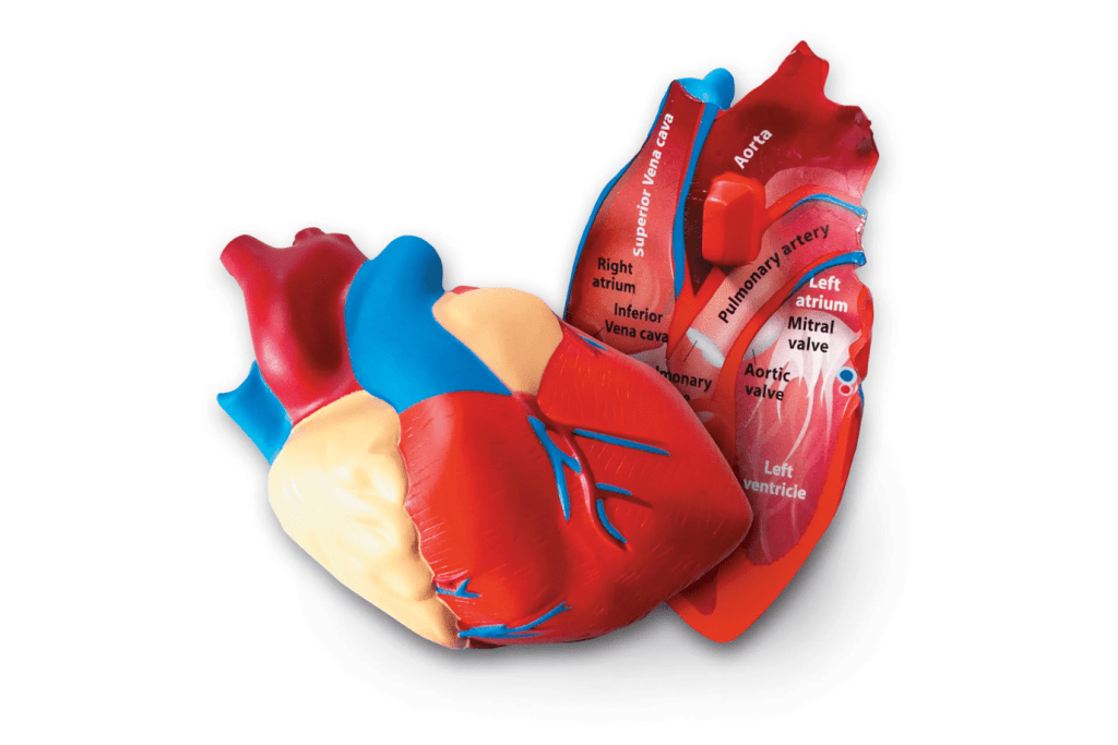 Learning resources Soft Foam Cross-Section Human Heart Model, model of the heart, school anatomy models, anatomy models for the classroom, science materials for the classroom, Toronto, Canada