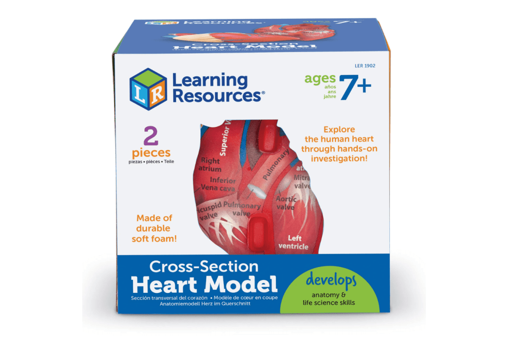 Soft Foam Cross-Section of the Human Heart Model - Small