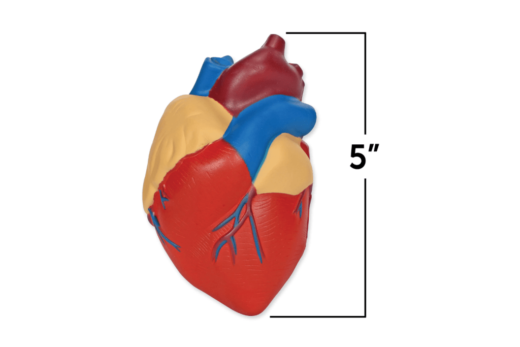 Soft Foam Cross-Section of the Human Heart Model - Small