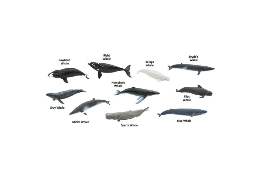 Whales Toob®
