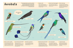 Encyclopedia of Birds for Young Readers