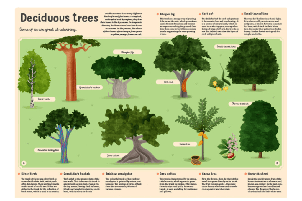 Encyclopedia of Plants, Fungi and Lichens for Young Readers