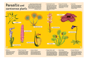 Encyclopedia of Plants, Fungi and Lichens for Young Readers
