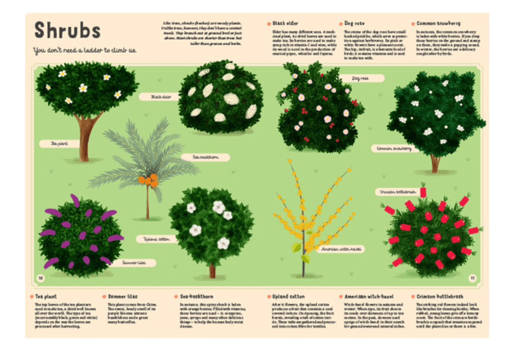 Encyclopedia of Plants, Fungi and Lichens for Young Readers