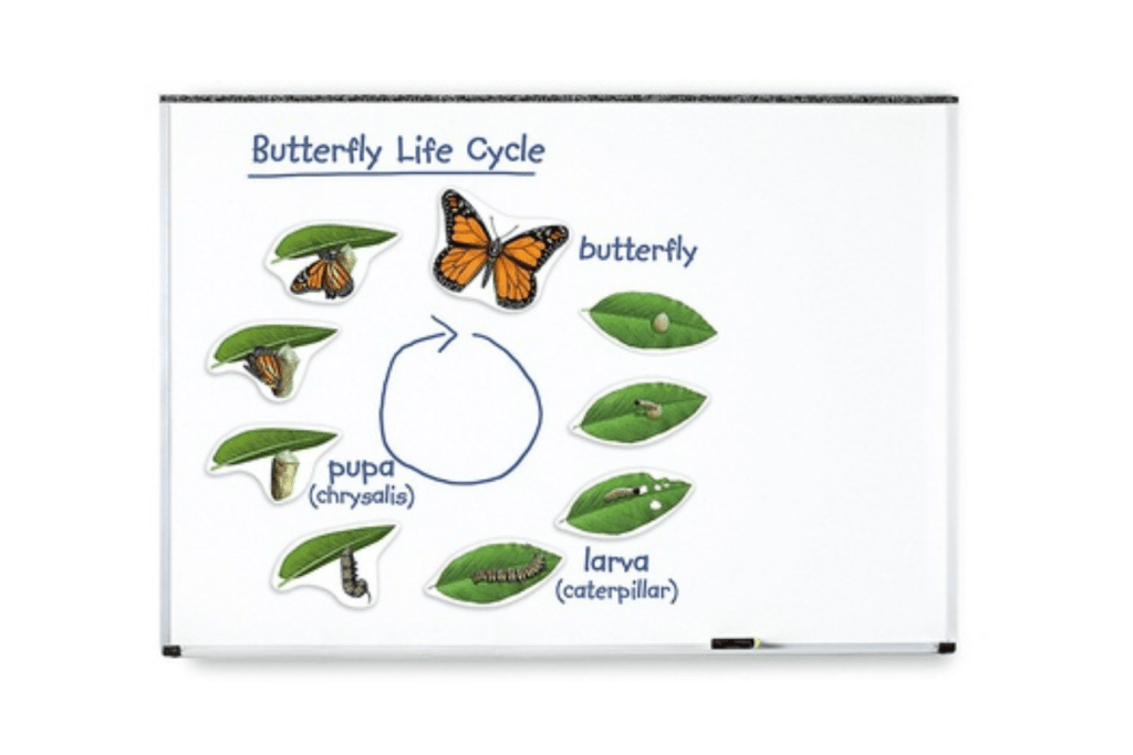 Giant Magnetic Butterfly Life Cycle