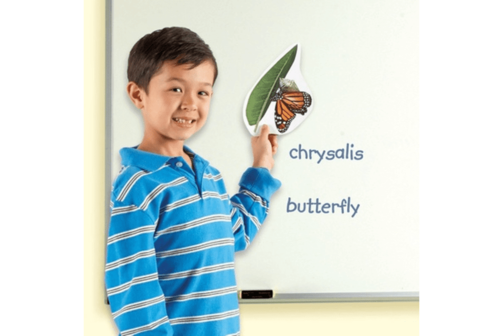 Giant Magnetic Butterfly Life Cycle